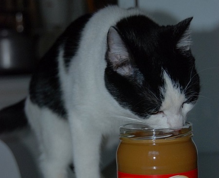Genießer-Katze