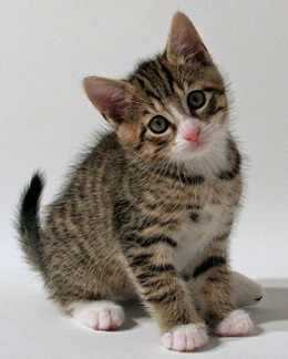 Katzenbaby
