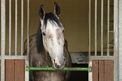 Fütterung Pferd bei Boxenruhe