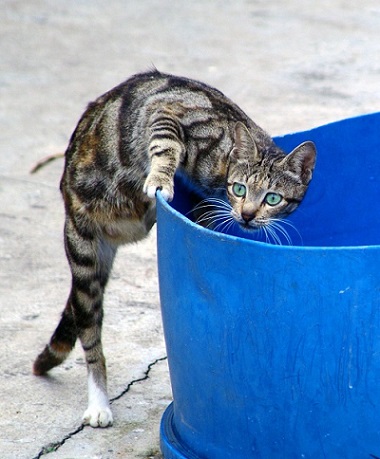 nierenkranke Katze