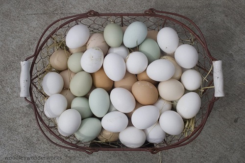 rohe Eier können Salmonellen enthalten