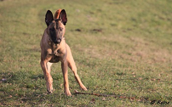 Malinois Junghund