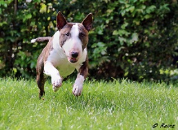 sportlicher Mini-Bullterrier