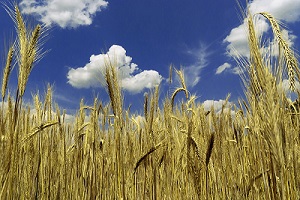 Gerstenfeld im Sommer