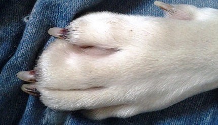 Allergie Hund Bilder