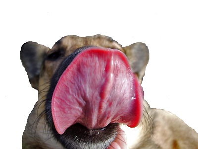Hund leckt sich das Maul