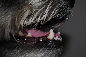 Hundegebiss